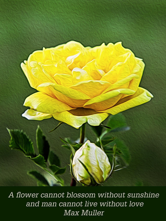 Sunshine on a Yellow Rose