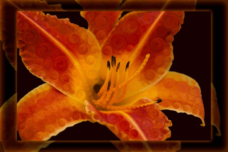 Closeup Wth A Vibrant Orange Lily Abstract Flower Omaste Witkowski owFotoGrafik.com