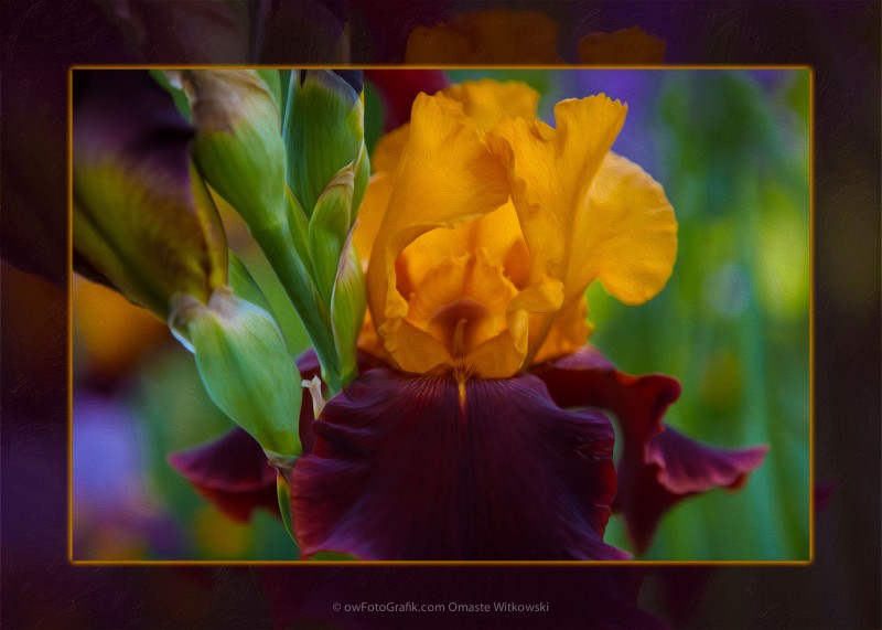 A Golden Iris Singing Natures Joyful Tune